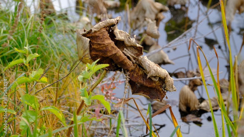 Wilted lotus leaves in autumn. Defocused blurred background for web design. Wilted lotus leaves in autumn. Defocused blurred background for web design.