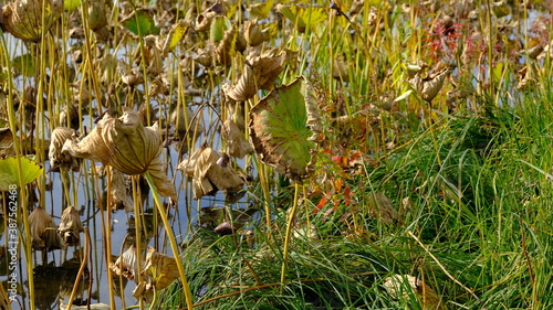 Wilted lotus leaves in autumn. Defocused blurred background for web design.