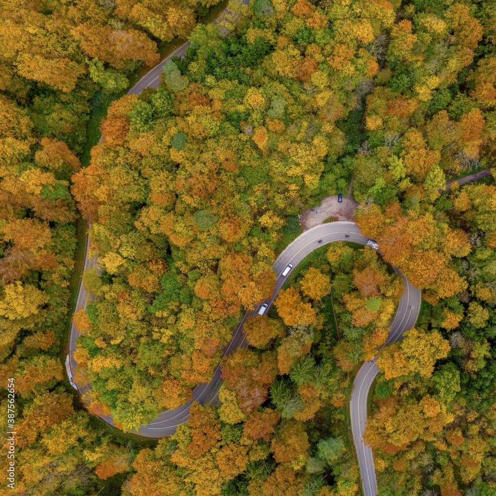 Autumn from above with a droneshot of a double curve in a colorful forest and driving cars, beautiful fall, positive emotional nature photo.