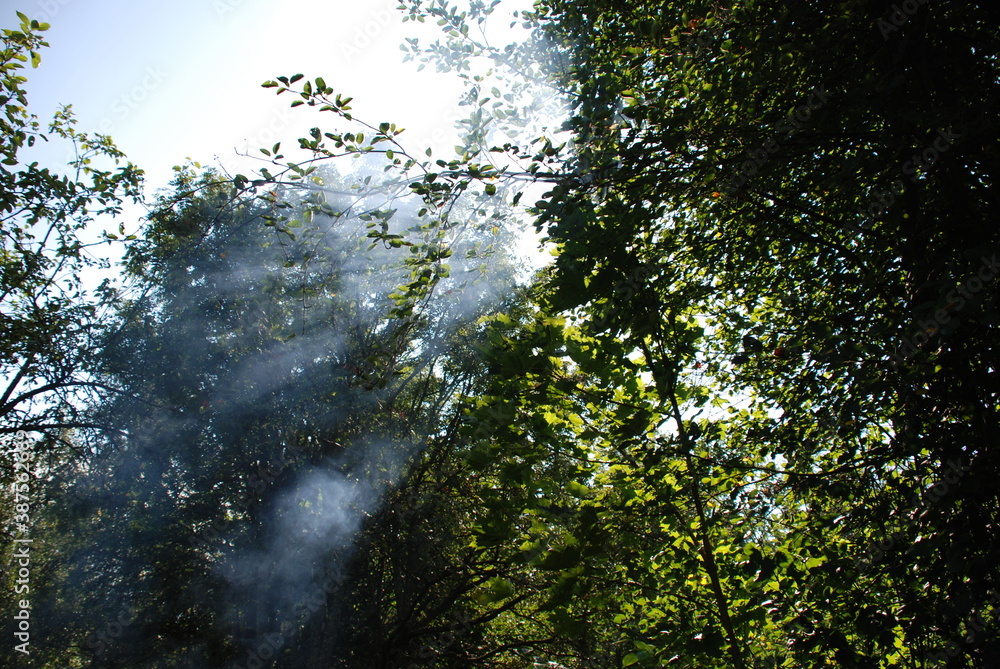 Fototapeta premium sun rays through trees