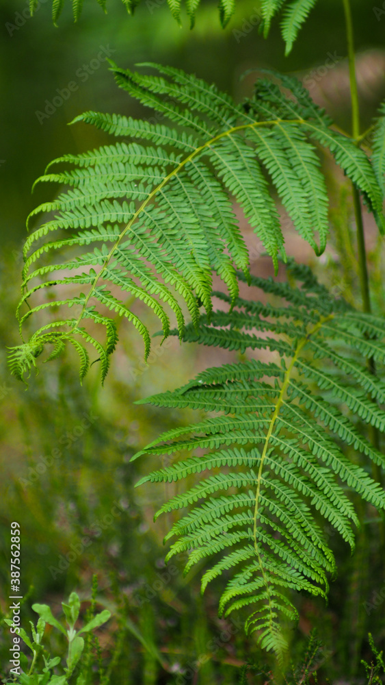 Vue rapprochée sur deux feuilles de fougère bien vertes, aux feuilles bien étendues Vue rapprochée sur deux feuilles de fougère bien vertes, aux feuilles bien étendues