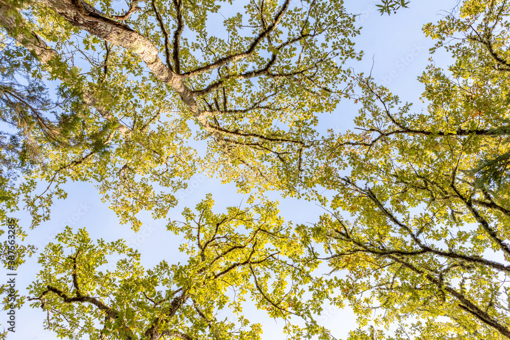 Obraz premium Natural background bottom view of the tops of trees