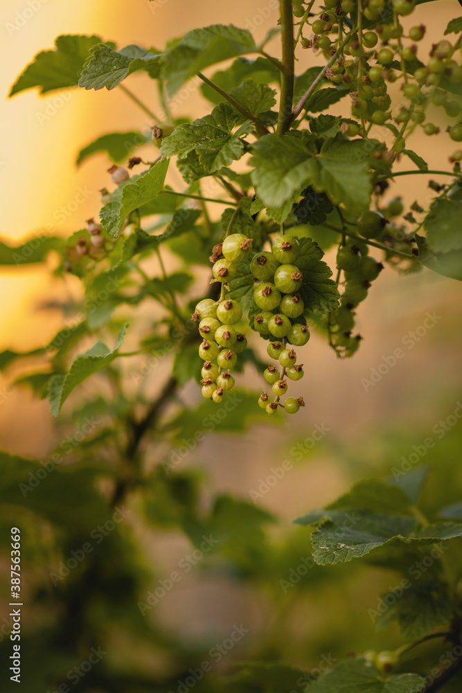Immature currant in the garden Immature currant in the garden