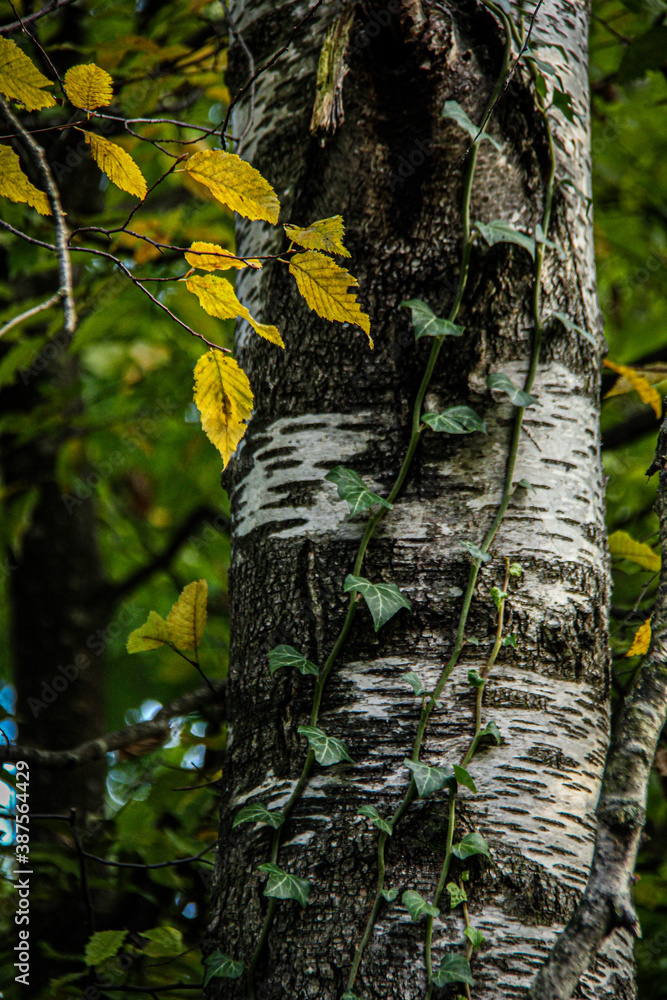 Obraz premium Efeu der eine Birke umrankt
