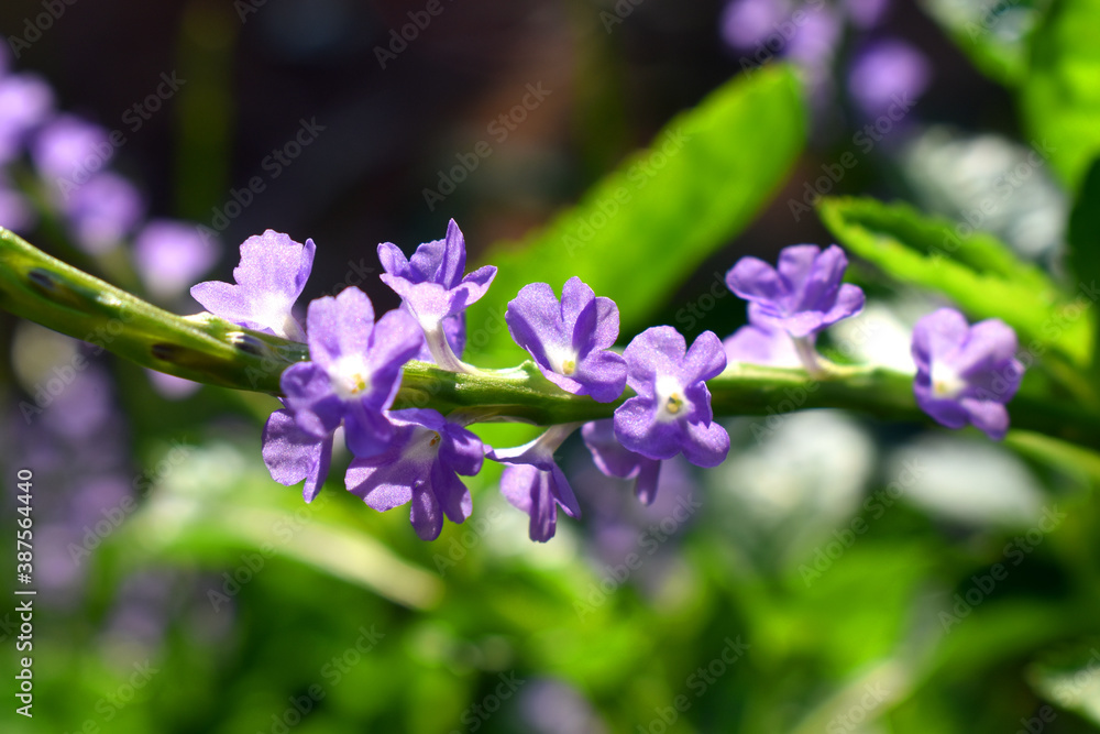 Close Up violet color of grass flower with green leaves blur background