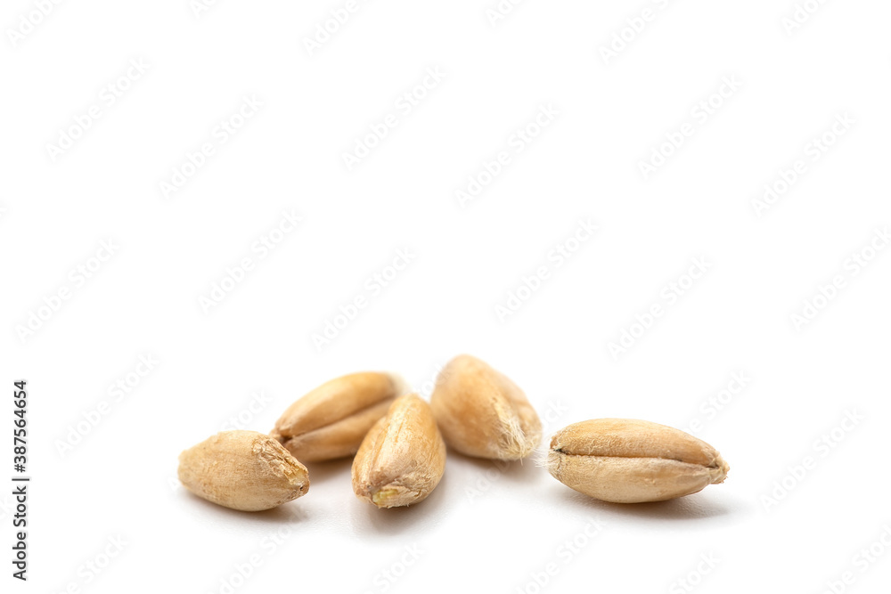 Closeup of emmer wheat isolated on white Closeup of emmer wheat isolated on white