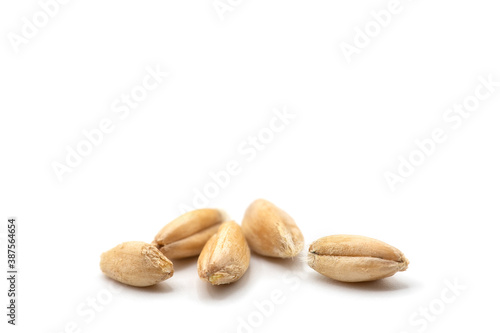 Closeup of emmer wheat isolated on white