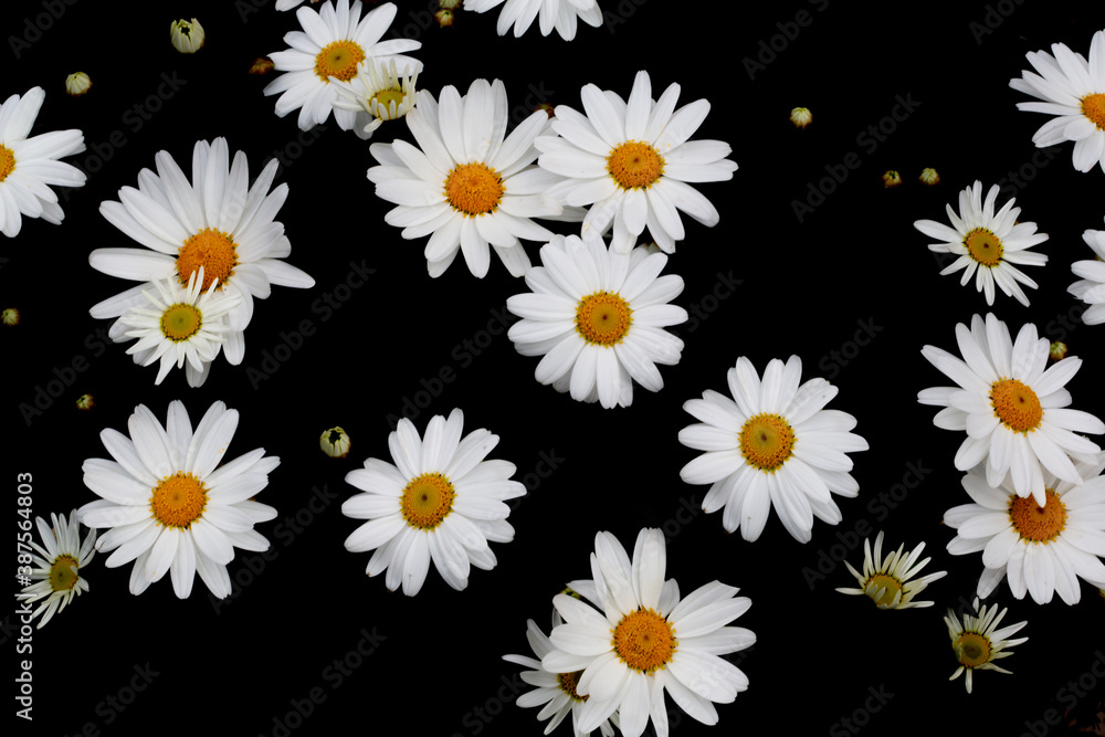 daisies standing on isolated background. daisies standing on isolated background.