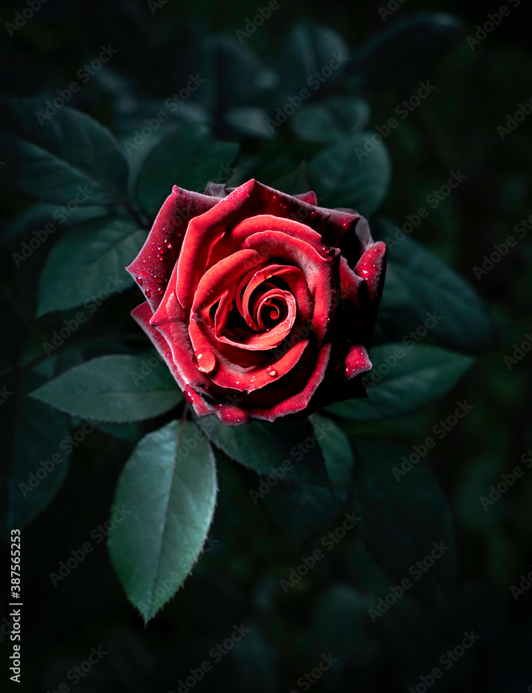 赤い薔薇