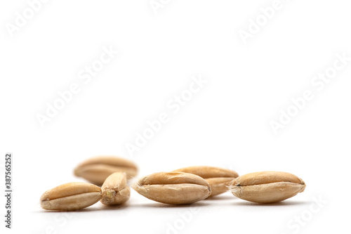 Closeup of emmer wheat isolated on white photo