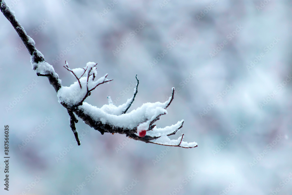 Frosty tree branch with snow in winter time. Frosty tree branch with snow in winter time.