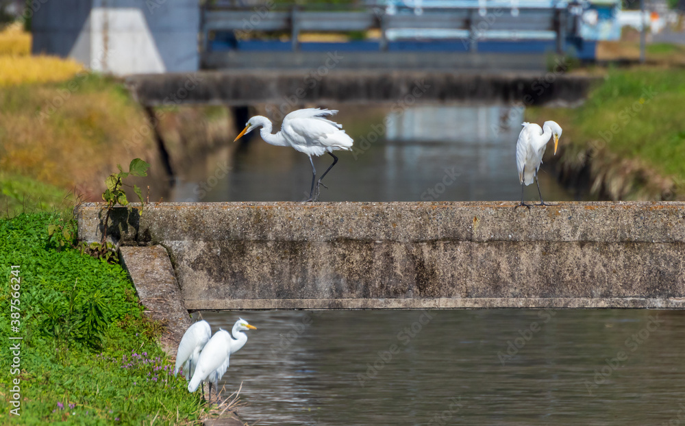 Obraz premium 稲刈り後エサを探すサギ