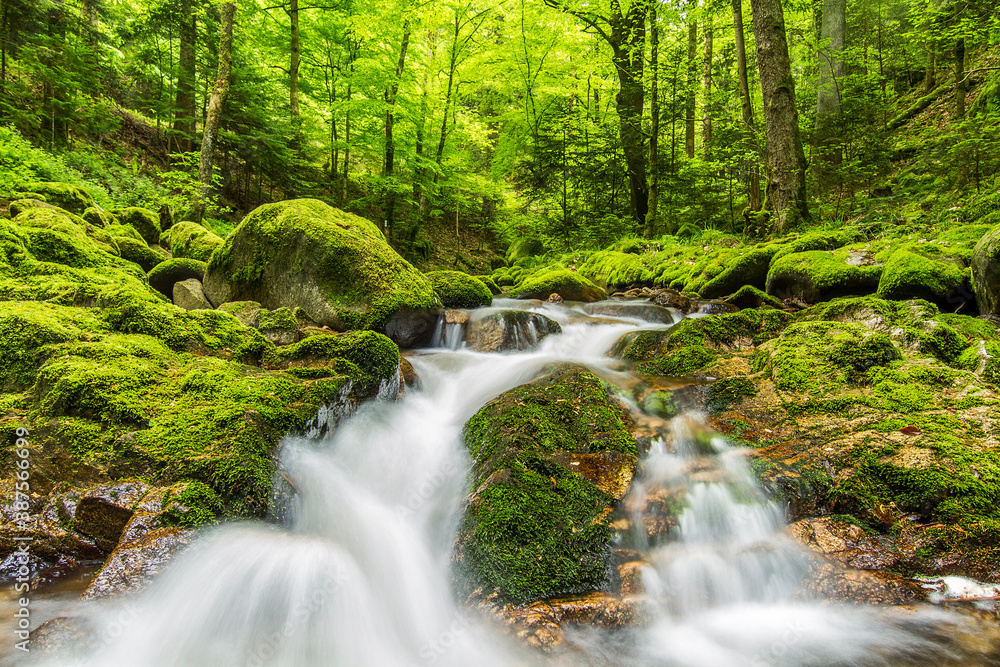 Black Forest Mossy Green Creek 5 Black Forest Mossy Green Creek 5