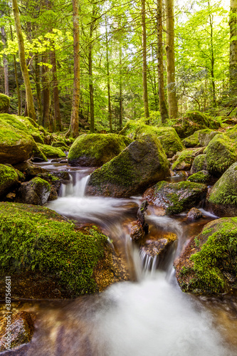 Black Forest Mossy Green Creek 3
