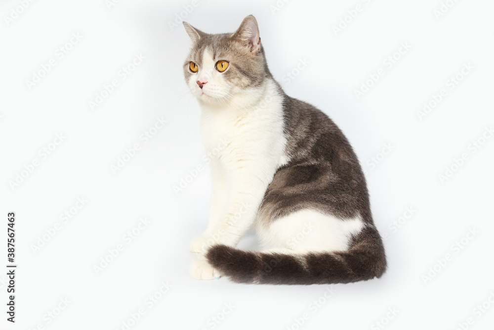 Scottish Fold kittens are sitting on white background. Portrait of the white kittens are sitting for look something.
