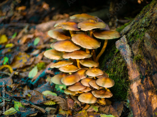 beautiful mushrooms in the forest