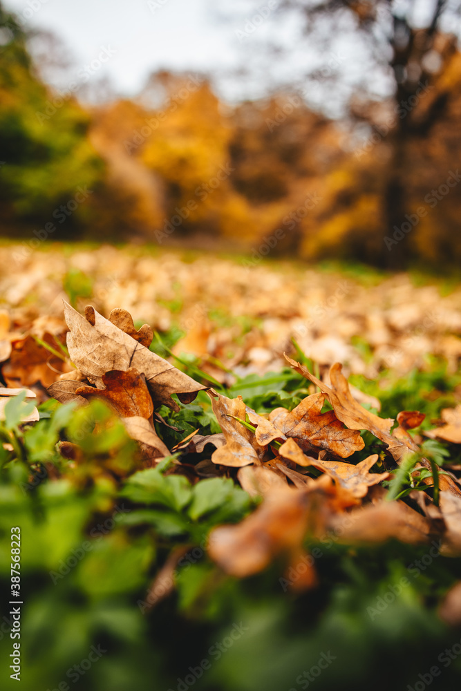 autumn nature foliage in the park autumn nature foliage in the park