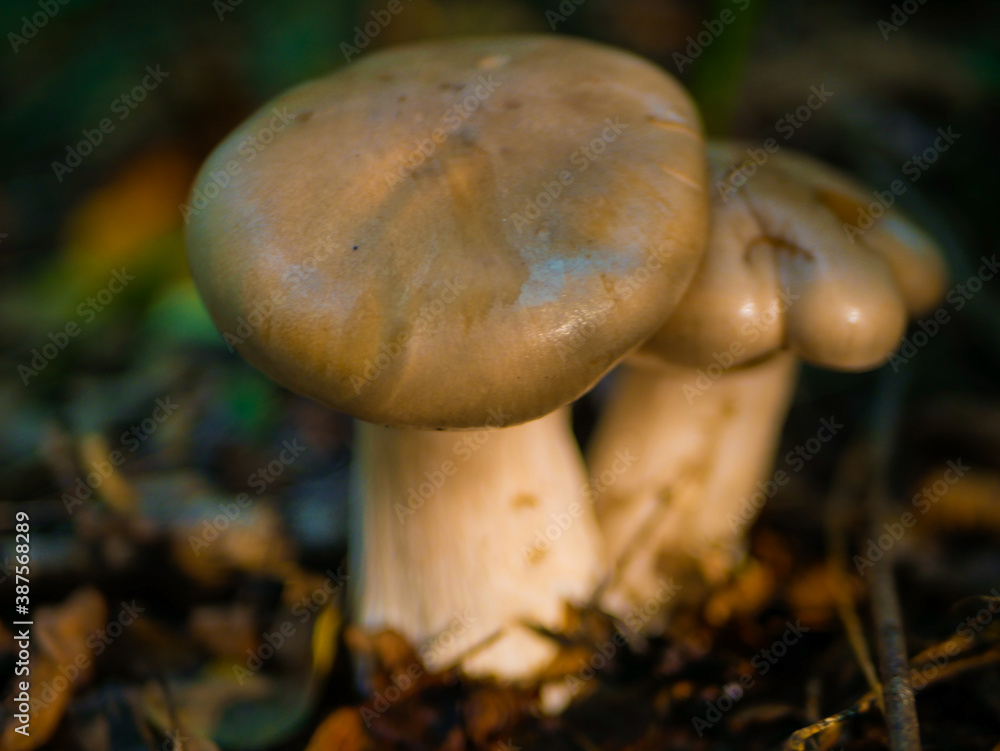 beautiful mushrooms in the forest beautiful mushrooms in the forest