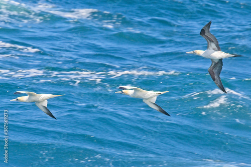 Three Northern Gannets (Morus bassanus), two adults and an immature, in flight over the sea off Pendeen, Cornwall, England, UK.