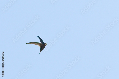 Common Swift (Apus apus) with a full crop, in flight, Penzance, Cornwall, England, UK.