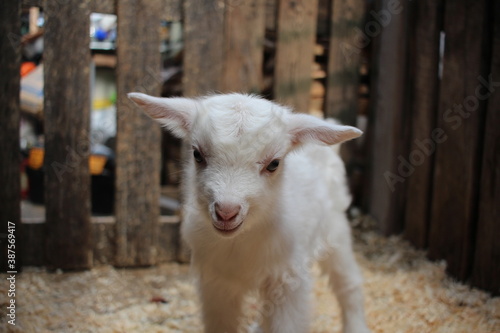 little white kid newborn baby goat on the farm
