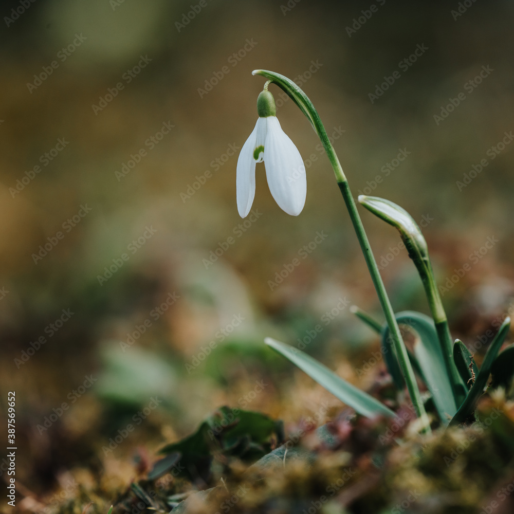 Snowdrops as a first spring flowers Snowdrops as a first spring flowers