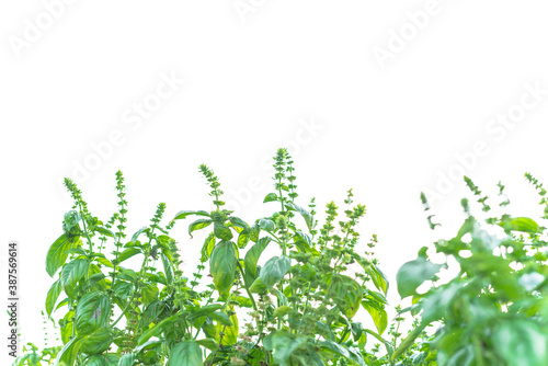 Wallpaper Mural Shallow DOF organic blossom sweet basil flowers isolated on white background Torontodigital.ca