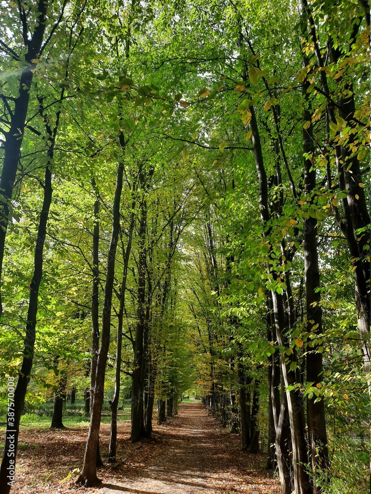 Fototapeta premium path in the forest