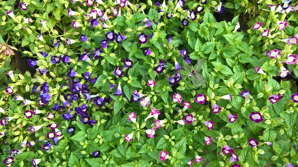 Torenia fournieri also called as wishbone flower or bluewings flower Torenia fournieri also called as wishbone flower or bluewings flower