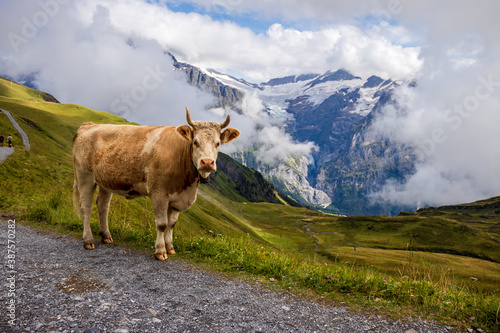 Cow standing on a walking path near First, Switzerland on a foggy day. 