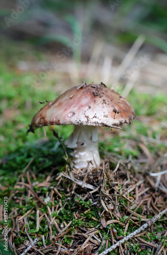 Ein Pilz kommt aus dem Waldboden. Herbstzeit ist Pilzzeit. 