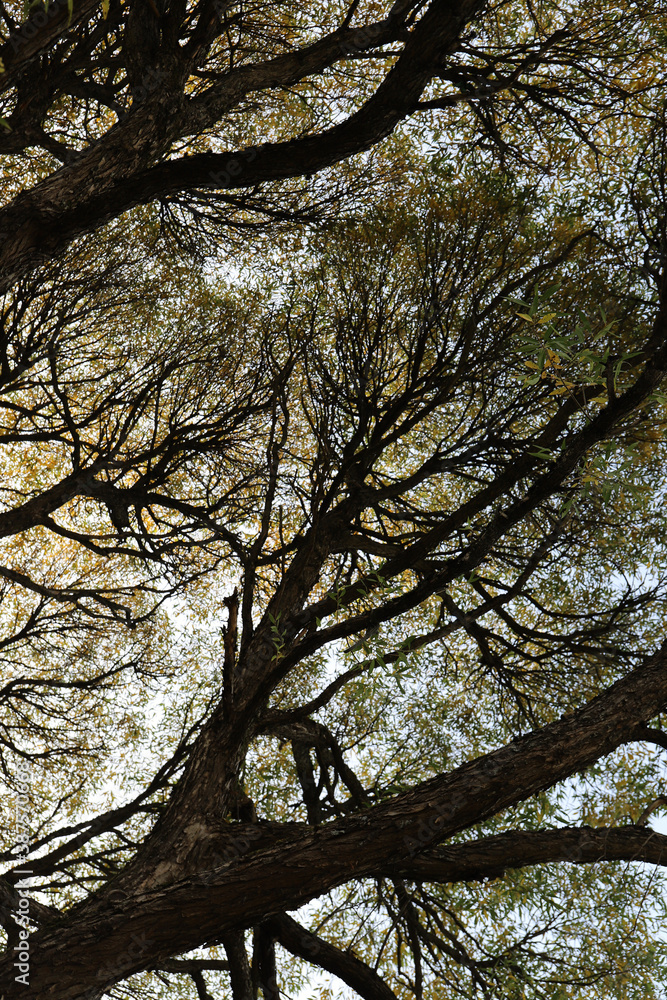 crowns of tall graceful trees form picturesque patterns crowns of tall graceful trees form picturesque patterns
