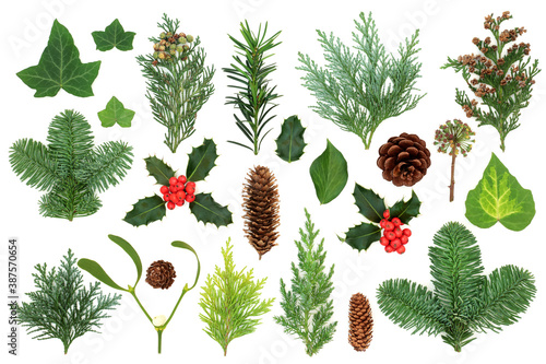 Winter greenery with natural flora & fauna of holly, ivy, mistletoe, cedar cypress, spruce fir, yew & pine cones. Nature study composition. Flat lay, top view. 