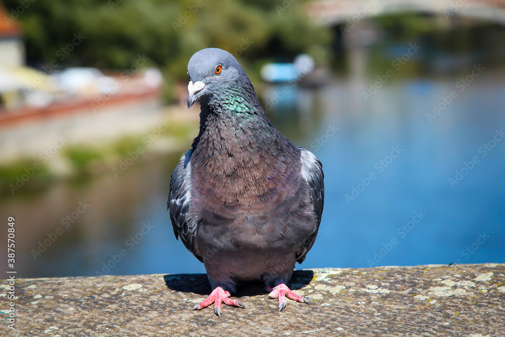 Obraz premium Portrait einer Taube, Columbidae. Tauben findet man überall auf der Welt. 