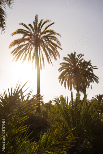 Two palm trees with a palm garden below at sunset in the city of Elche, Alicante, Spain. World heritage.