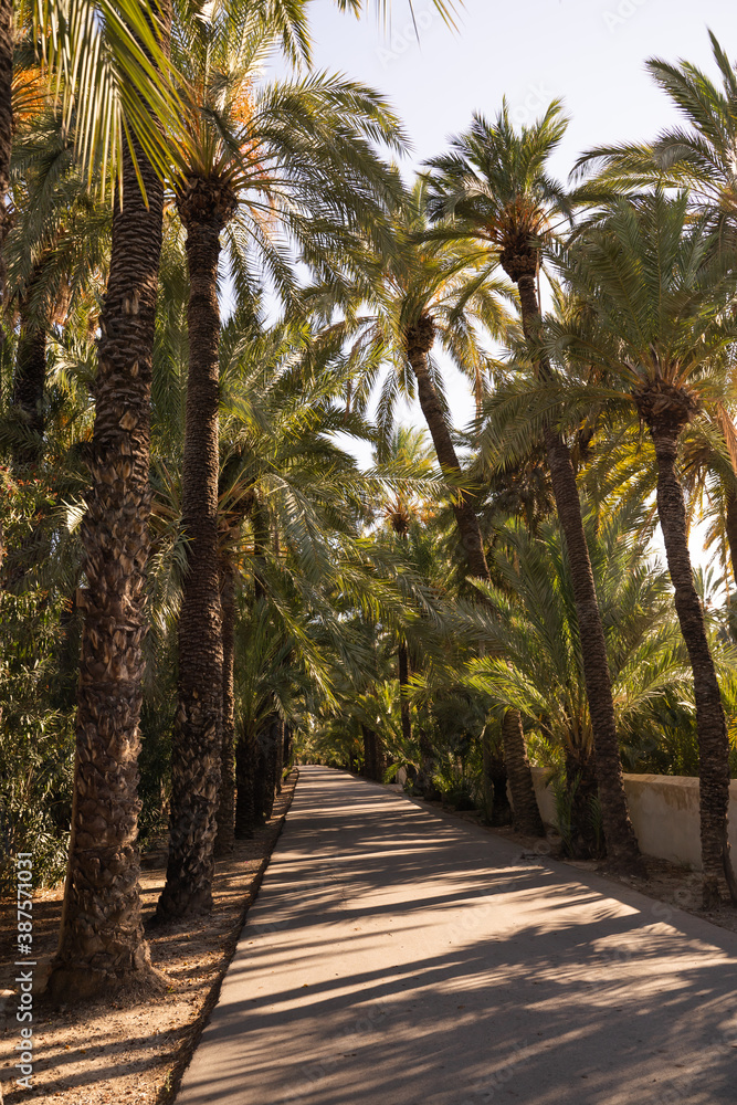 Empty asphalt road surrounded by many date palms at sunset in the city of Elche, Alicante, Spain. Empty asphalt road surrounded by many date palms at sunset in the city of Elche, Alicante, Spain.