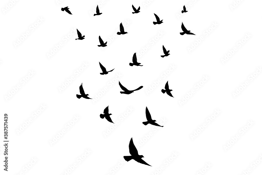 Obraz premium Flying birds silhouettes on isolated background. Vector illustration. isolated bird flying. tattoo and wallpaper background design.