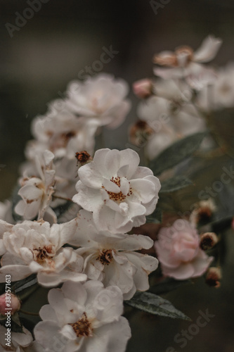 tree blossom © Dmytro Davydenko