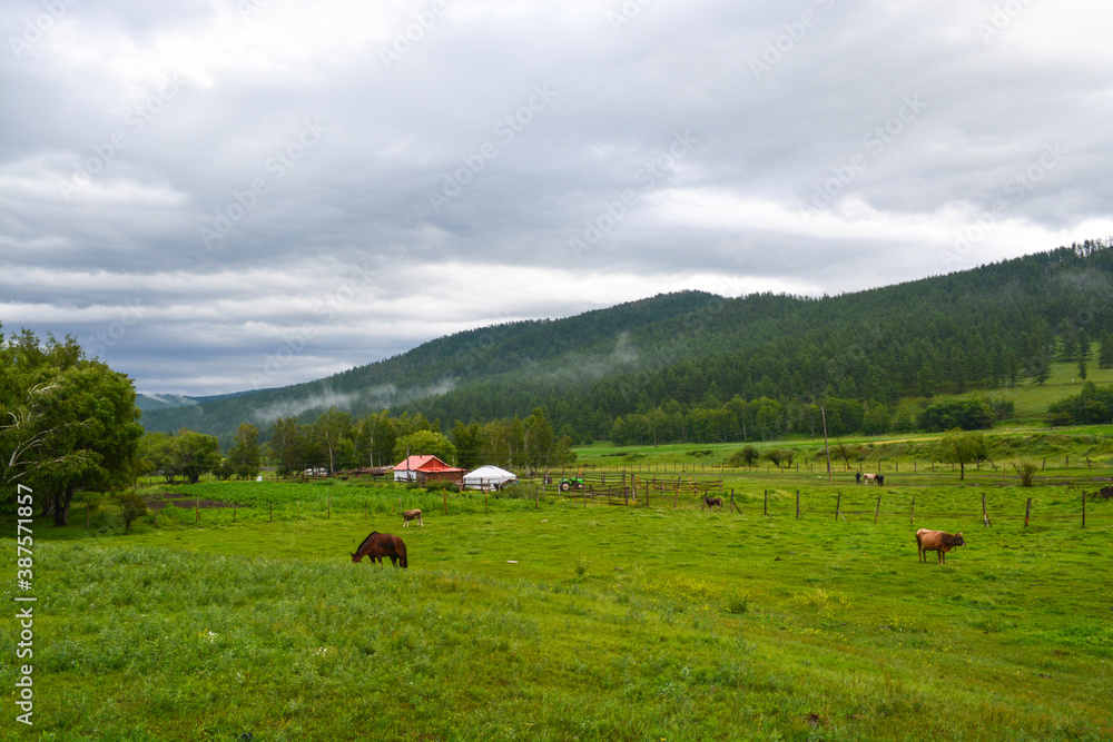 Fototapeta premium cows in the mountains