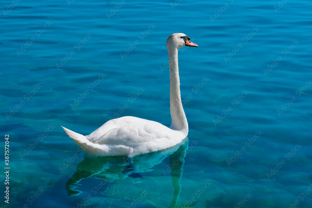Beautiful Swan on a blue water