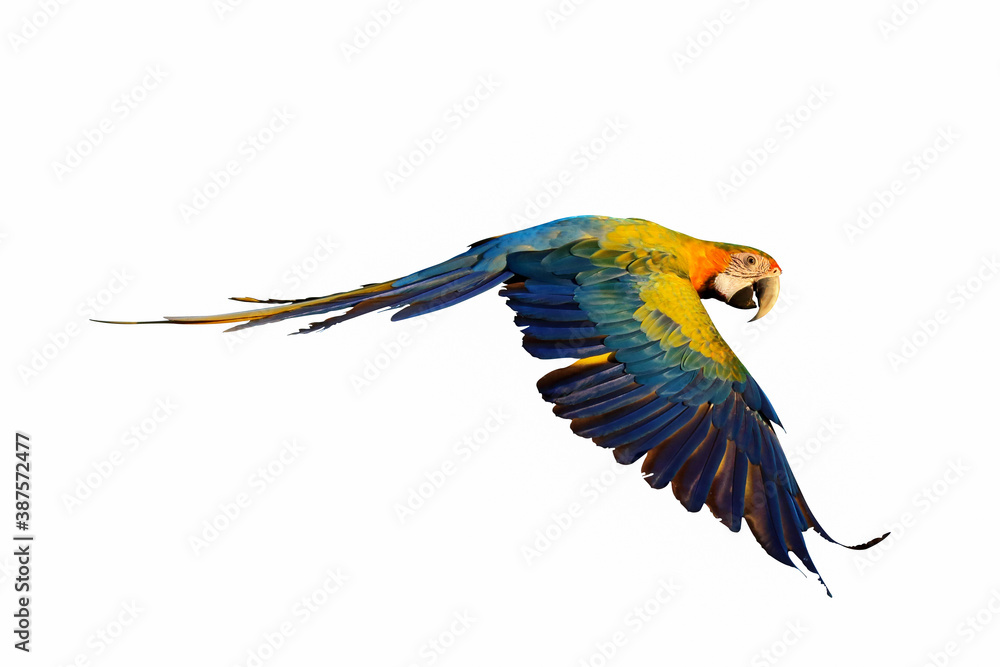 Macaw parrot isolated on white background.