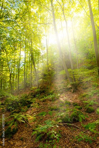 Schöner Wald im Sommer mit Sonne