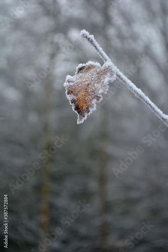 A close up of a lone leaf in winter covered in frost against an out of focus background of branches.