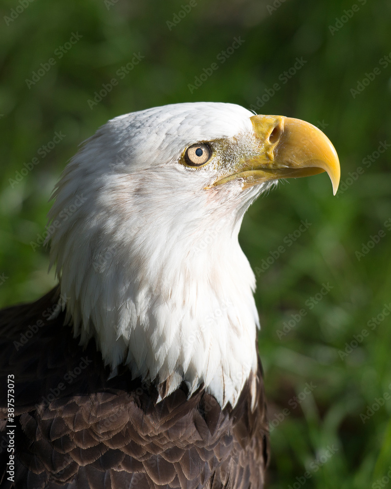 Bald Eagle Stock Photos. Bald Eagle head close-up profile with blur background. Portrait. Image. Photo. Picture. Bald Eagle Stock Photos. Bald Eagle head close-up profile with blur background. Portrait. Image. Photo. Picture.