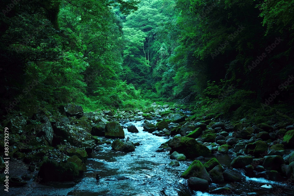 緑 Stock Photo Adobe Stock