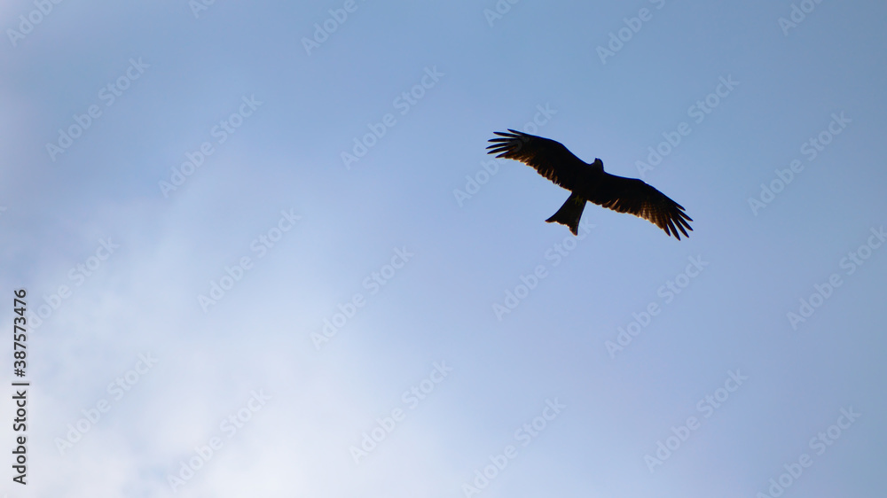 Silhouette of the hawk in flight under the bright sun and cloudy sky Silhouette of the hawk in flight under the bright sun and cloudy sky