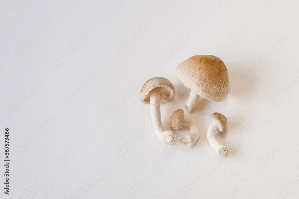Fototapeta premium Fresh shiitake mushrooms lie on a white background. Top view close up with copy space.