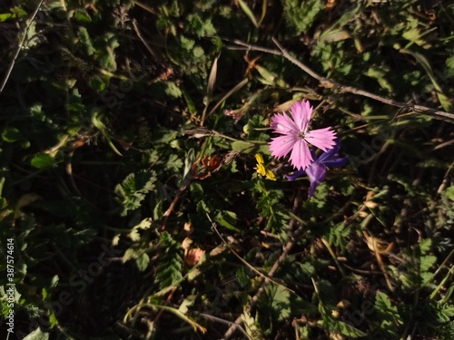 flower in the forest