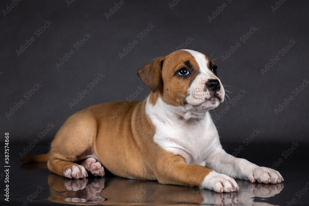 american staffordshire terrier puppy portrait