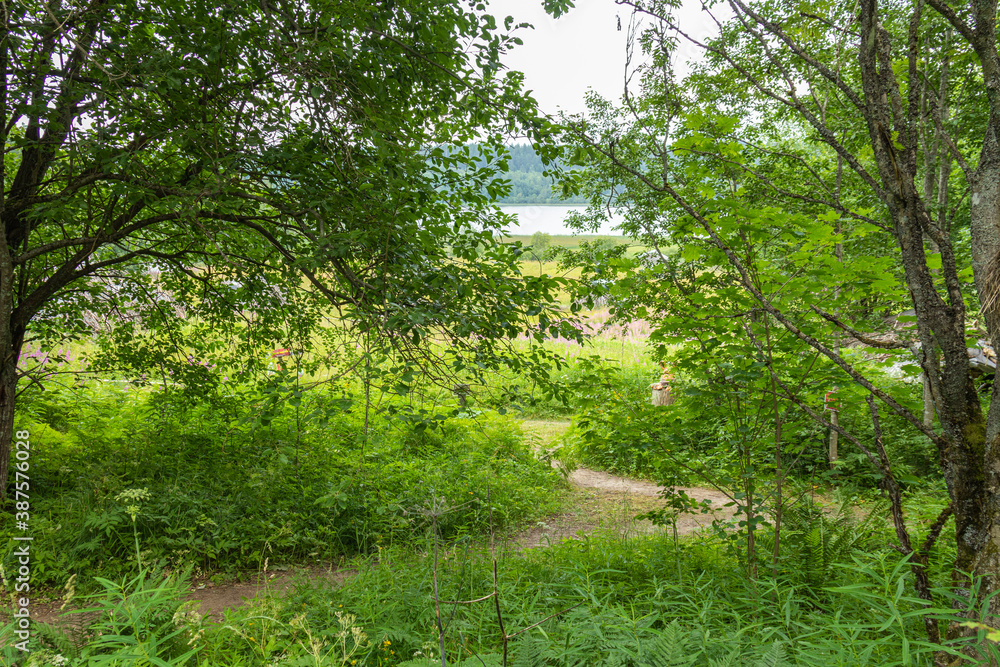 beautiful landscape with natural, fresh green trees and plants in the forest, a path on the background of a reservoir, river, lake in summer beautiful landscape with natural, fresh green trees and plants in the forest, a path on the background of a reservoir, river, lake in summer